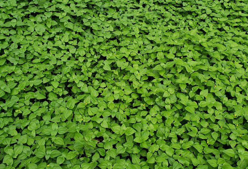 Horseherb Spreads Fast In A Good Way Horseherb Spreads Fast In A Good Way