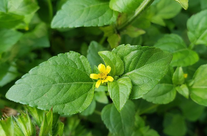 Horseherb Thrives In Tough Conditions Horseherb Thrives In Tough Conditions