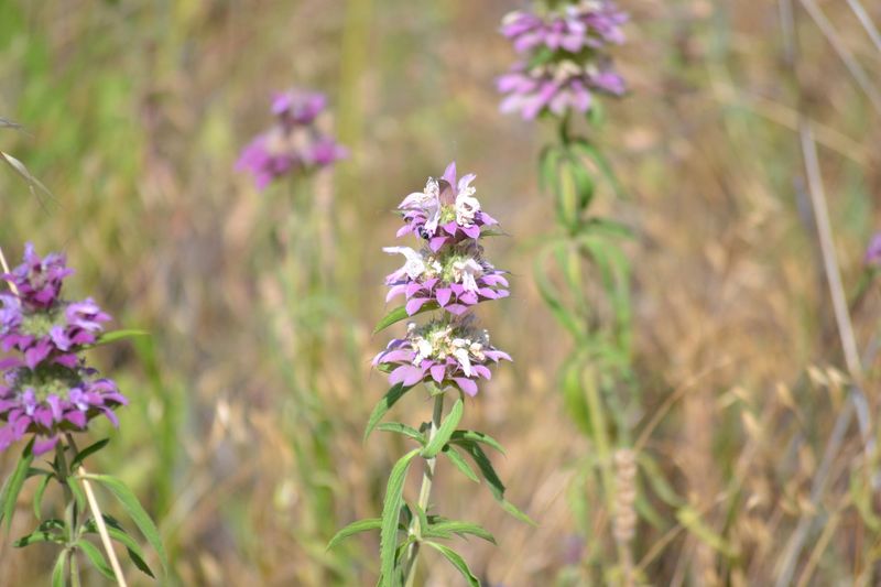 Horsemint (Monarda Citriodora)