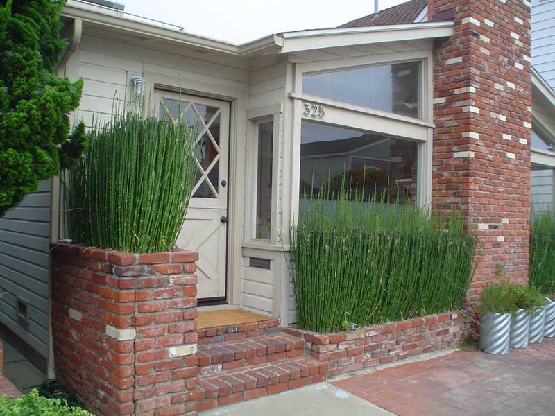 Horsetail Spreads Through Damp Edges