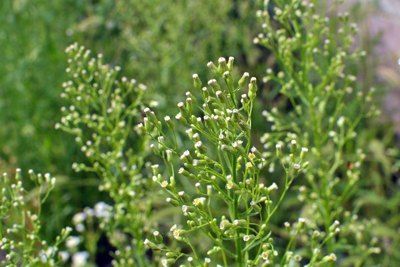 Horseweed 