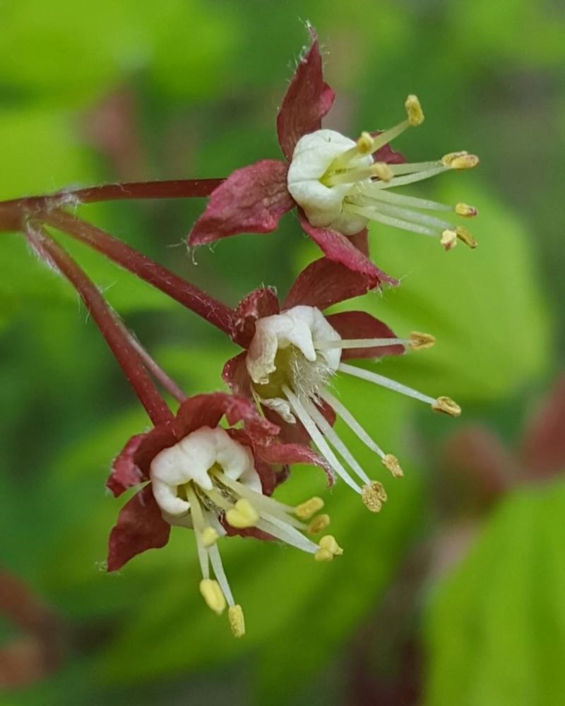 Host Plants Nearby Could Be Feeding The Next Generation