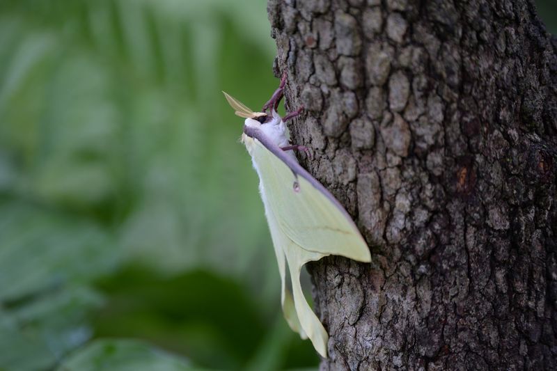 Host Trees Make Breeding More Likely Host Trees Make Breeding More Likely
