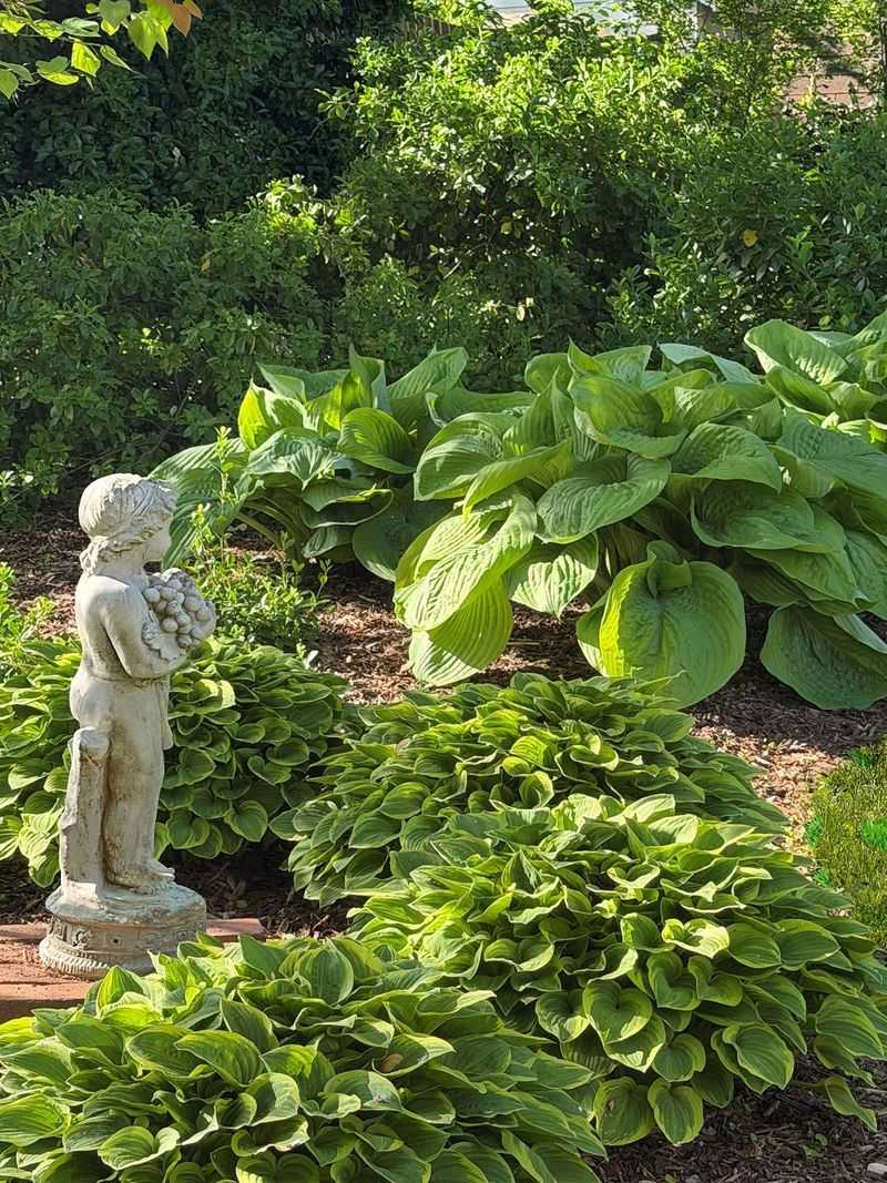 Hosta