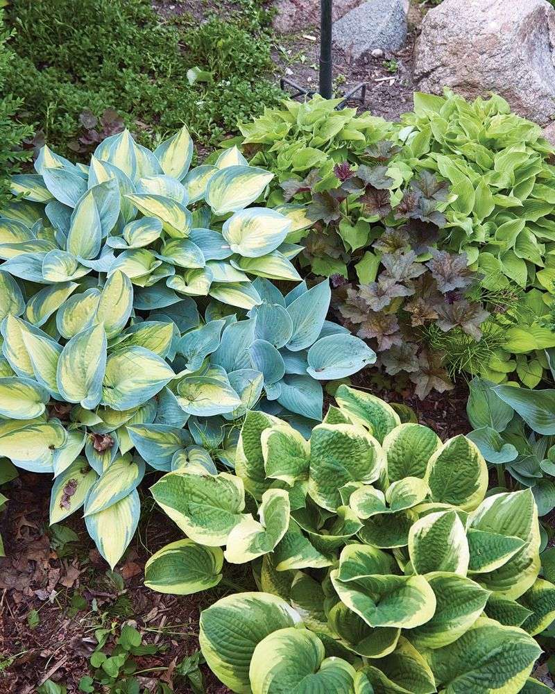 Hostas Hostas