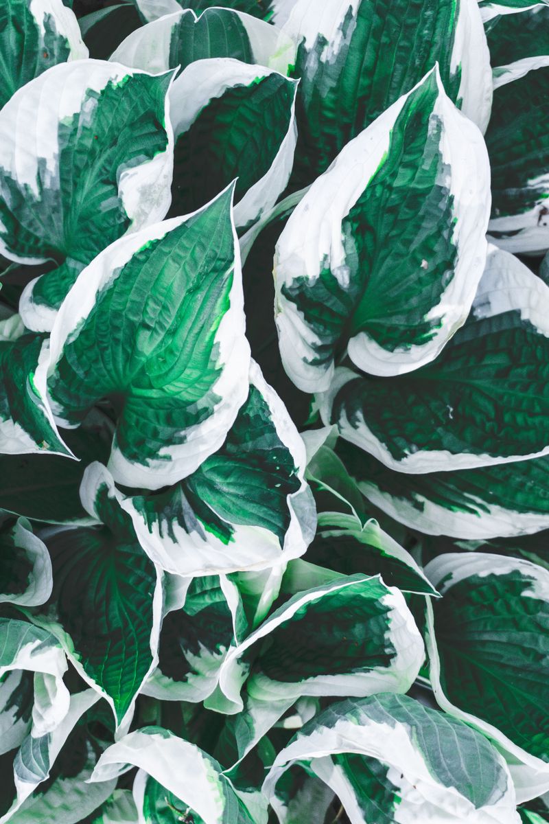 Hostas Hostas