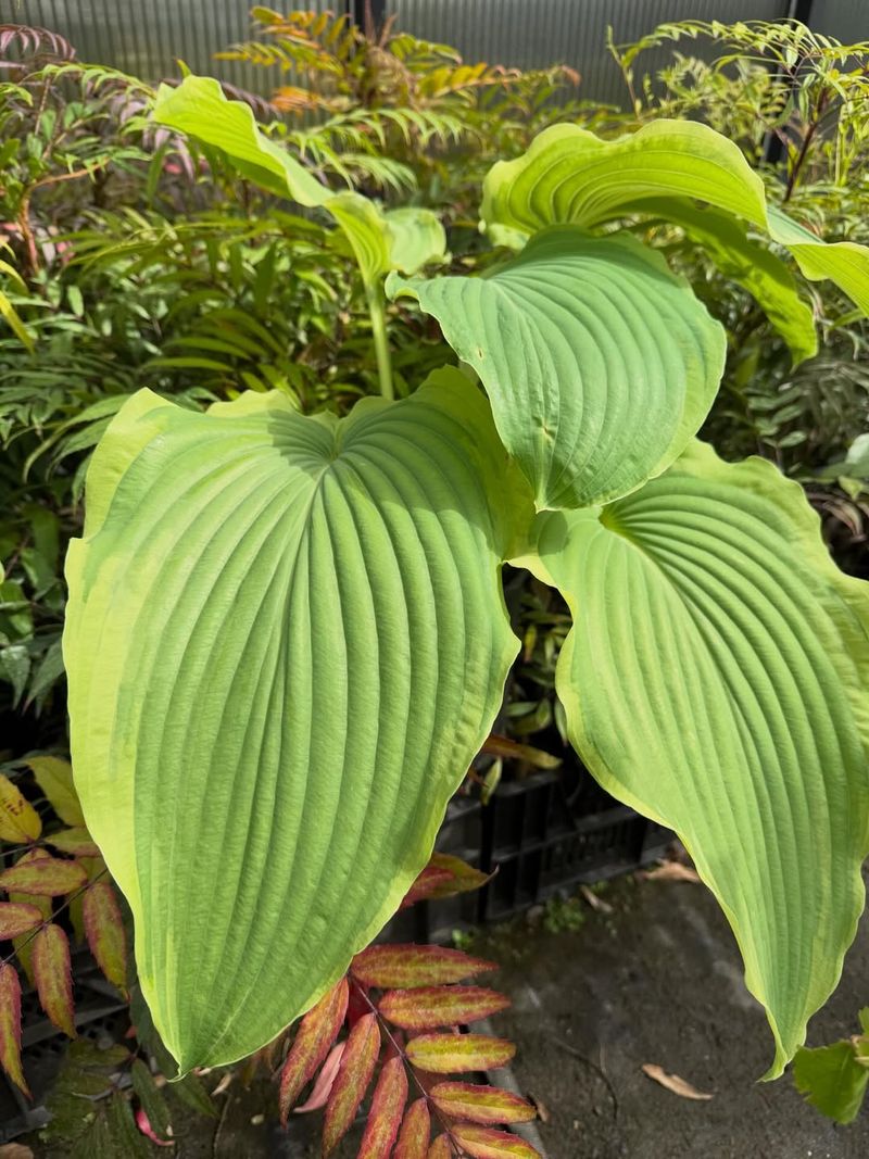 Hostas 