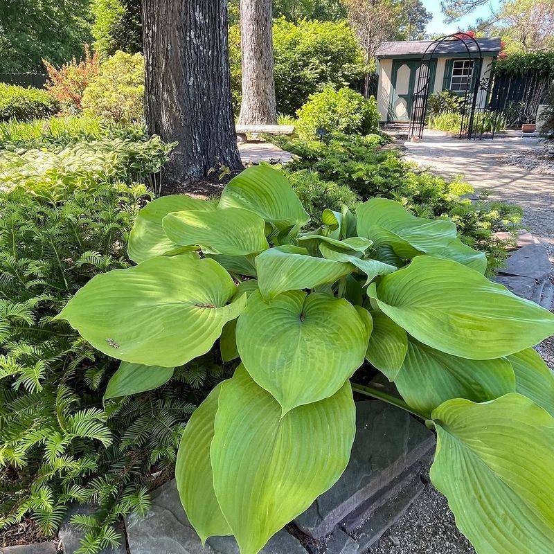Hostas Are Not Built For Harsh Summer Rays Hostas Are Not Built For Harsh Summer Rays