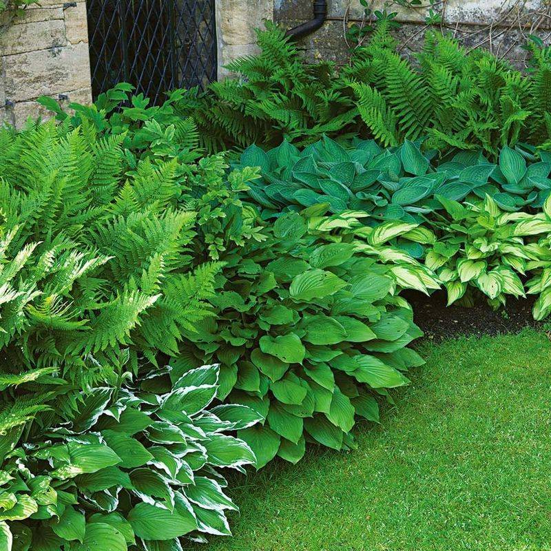 Hostas Bounce Back In Cool Oregon Shade Hostas Bounce Back In Cool Oregon Shade