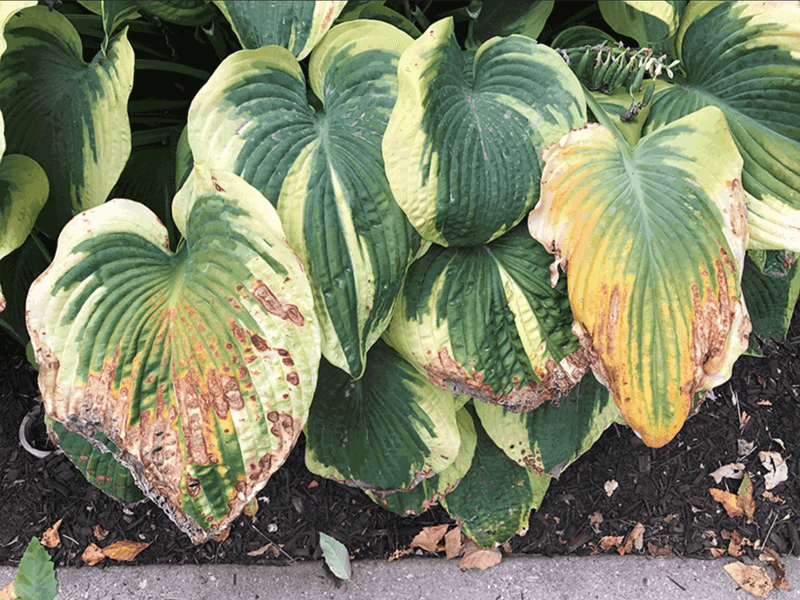 Hostas Need Containers Before Florida Summer Breaks Them Down