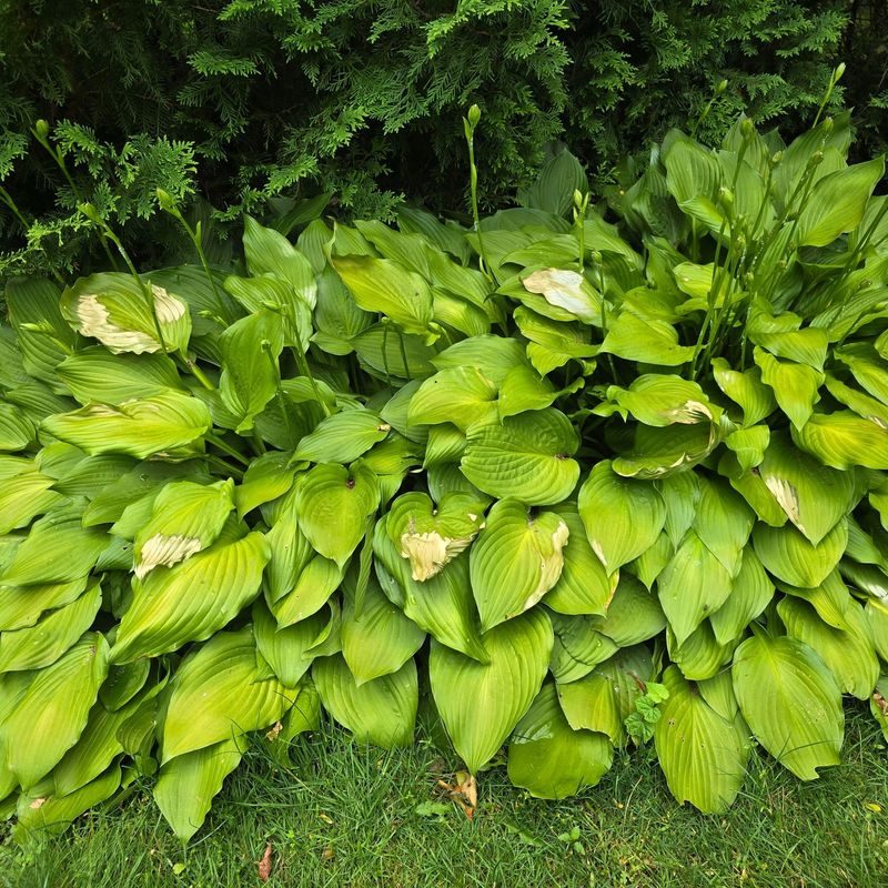 Hostas Struggle In Full Sun Hostas Struggle In Full Sun
