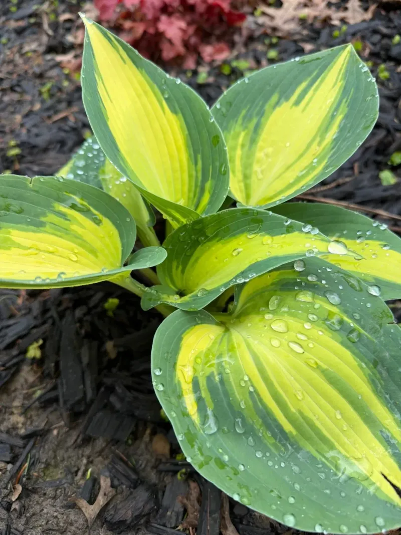 Hostas Struggle In Full Sun