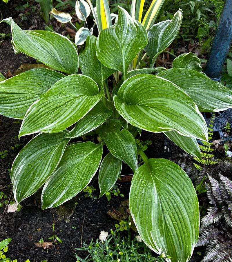 Hostas Too Hostas Too