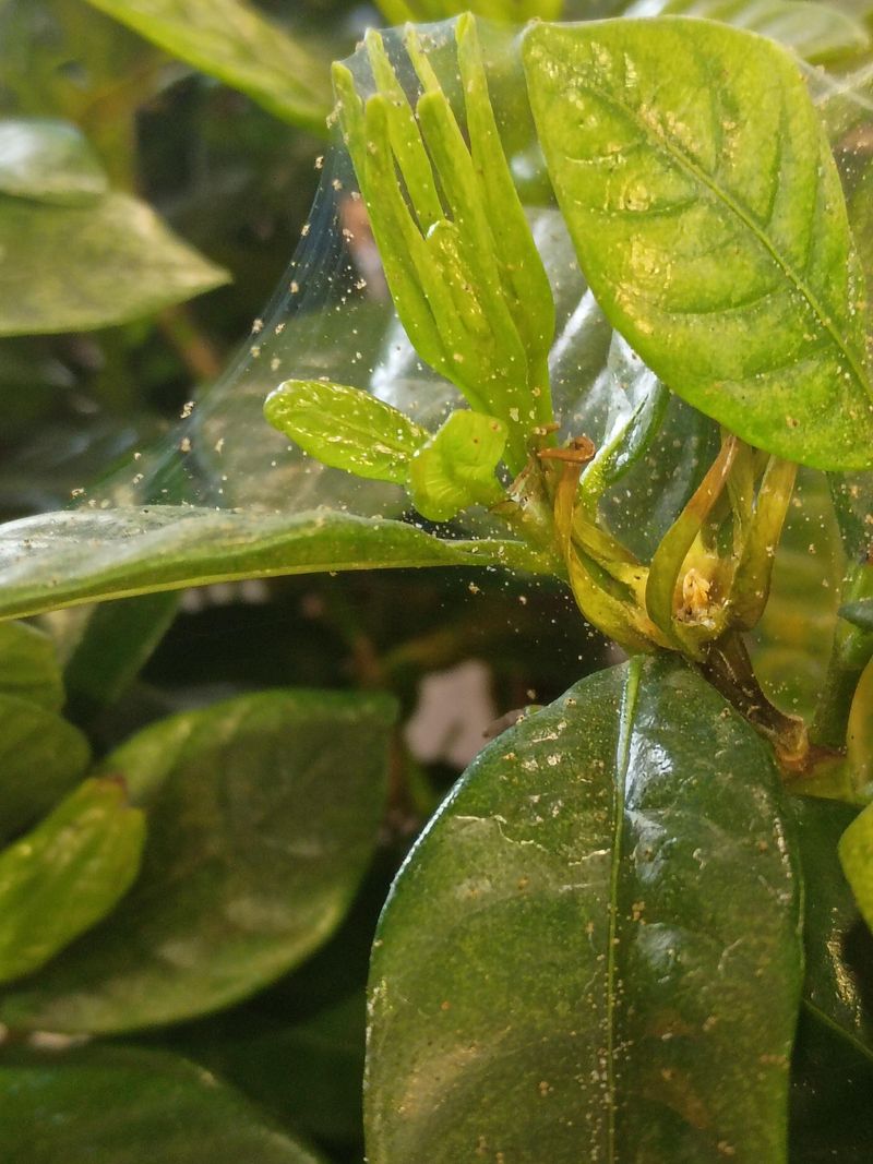 Hot Patios Make Mites More Active Hot Patios Make Mites More Active