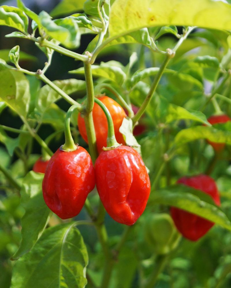 Hot Peppers Reach Peak Harvest Later In The Season