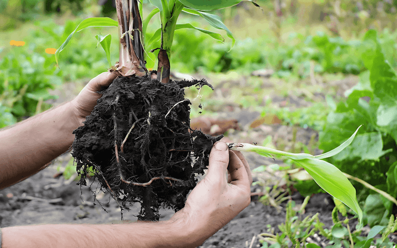 Hot Soil Can Stress The Corm Below The Surface