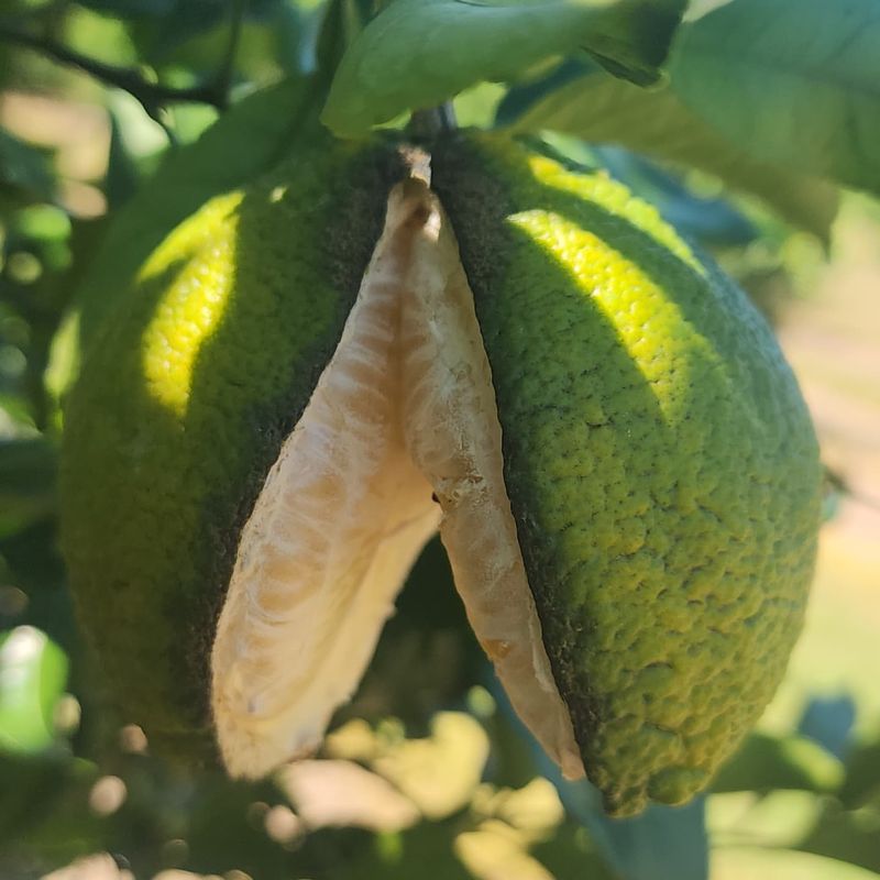 Hot Weather Puts The Rind Under Pressure Hot Weather Puts The Rind Under Pressure