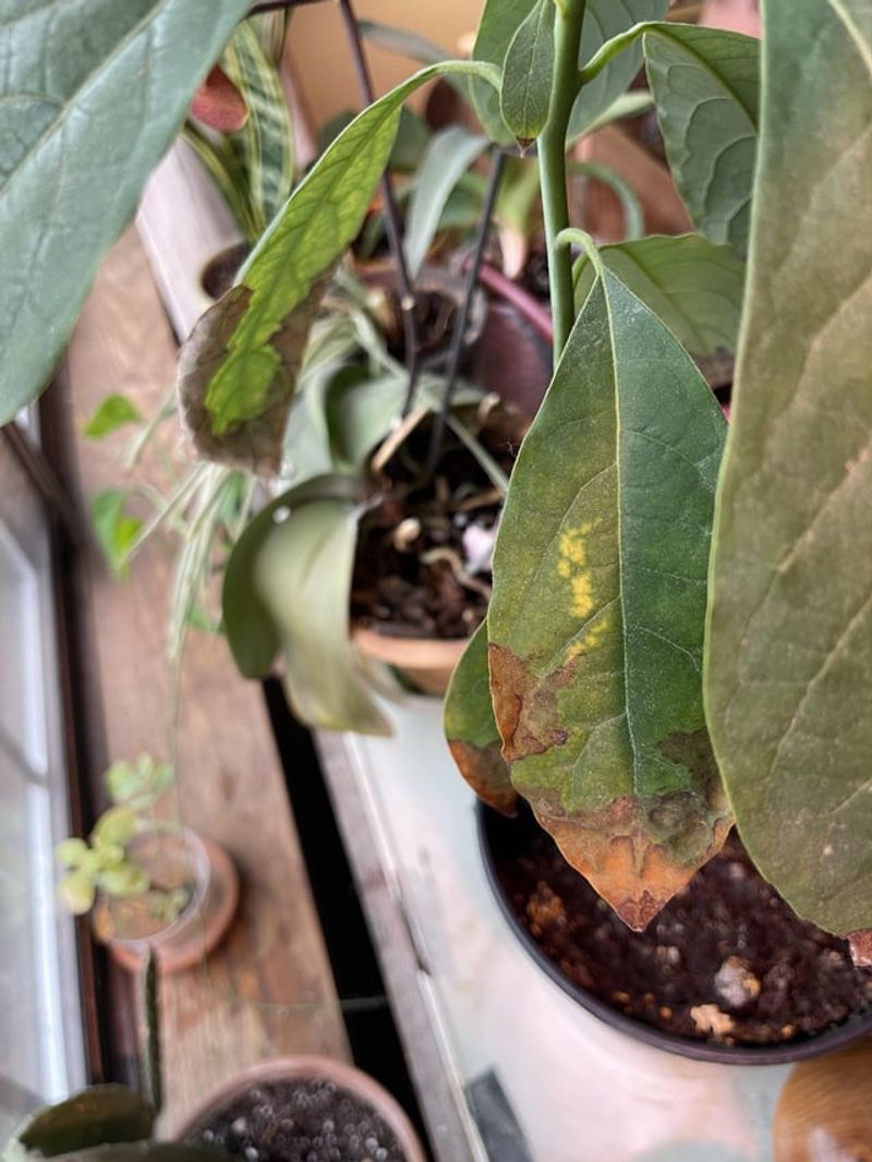 Hot Wind Can Turn Minor Stress Into Crispy Leaf Edges