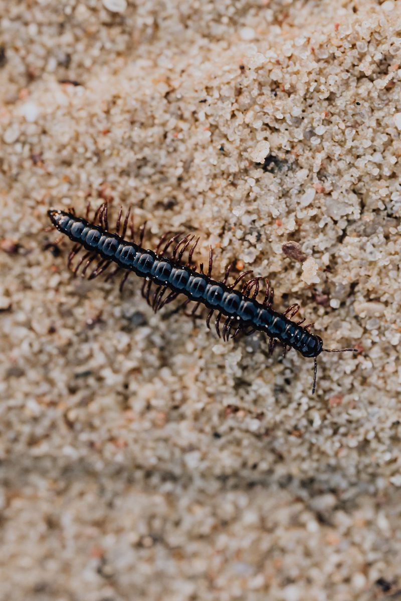 House Centipedes Are Common Summer Visitors In Minnesota Homes