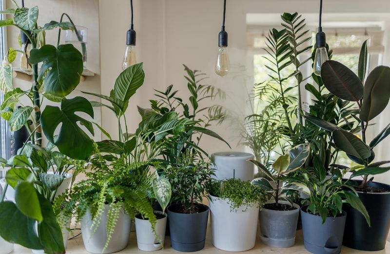 Houseplants Make Gardening Accessible Houseplants Make Gardening Accessible