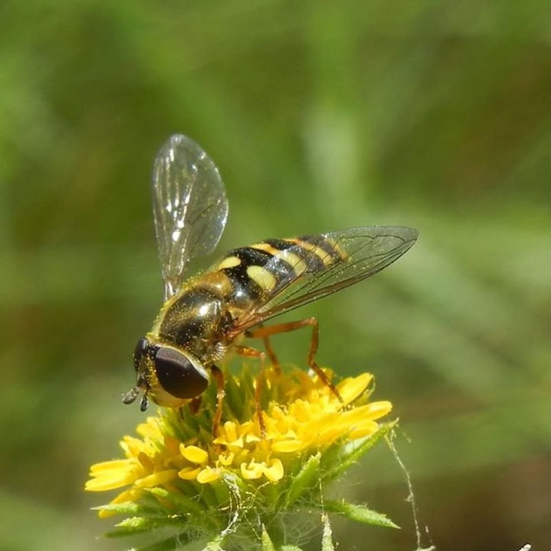 Hover Flies