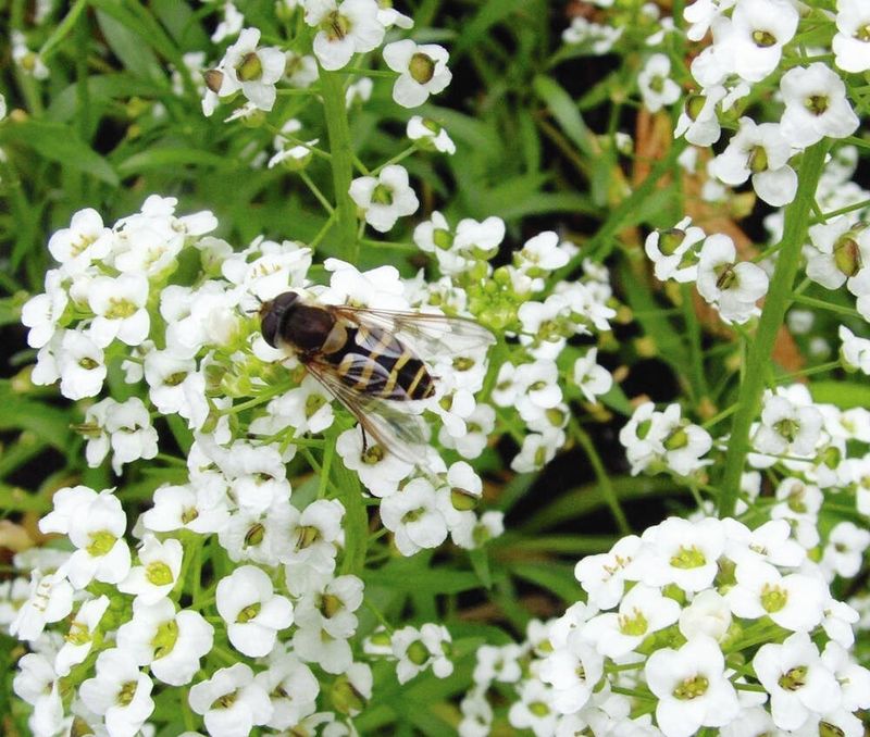 Hoverflies Love Sweet Alyssum Blooms Hoverflies Love Sweet Alyssum Blooms