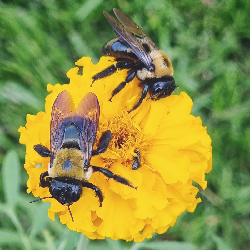 Hovering Males Are Mostly Bluffing Hovering Males Are Mostly Bluffing
