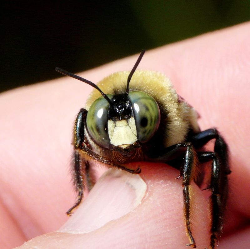 Hovering Males Can Seem More Aggressive Than They Are