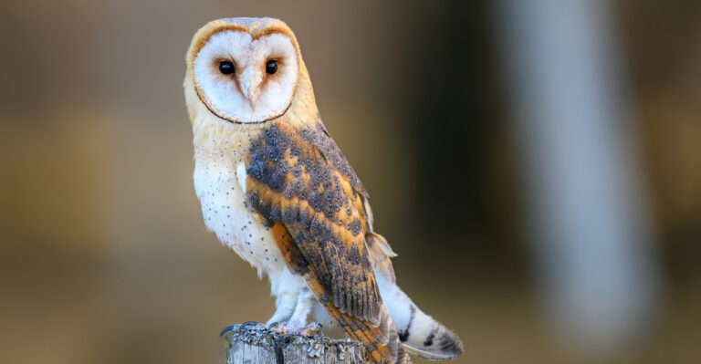 barn owl (featured image)