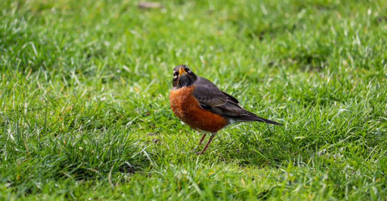 american robin in lawn