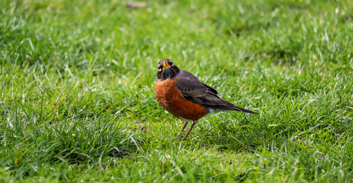 american robin in lawn