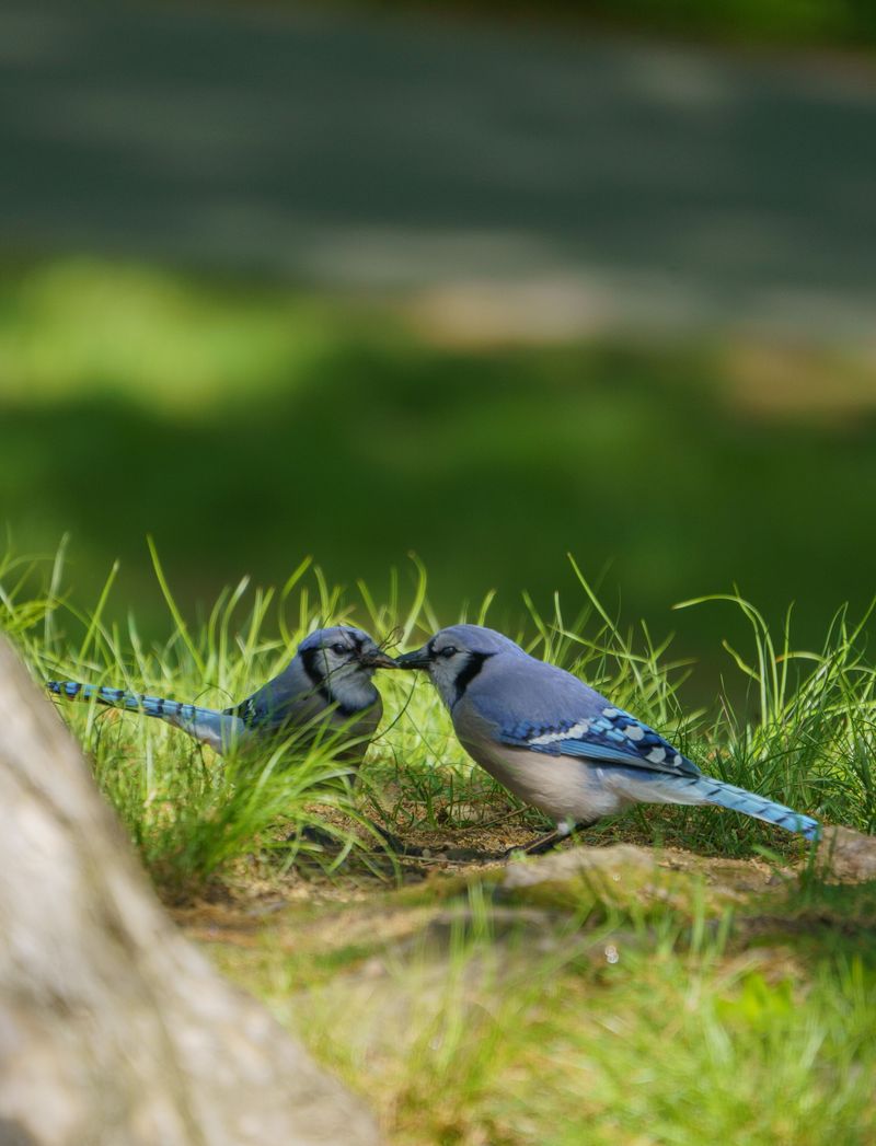How Blue Jays Communicate Through Group Behavior