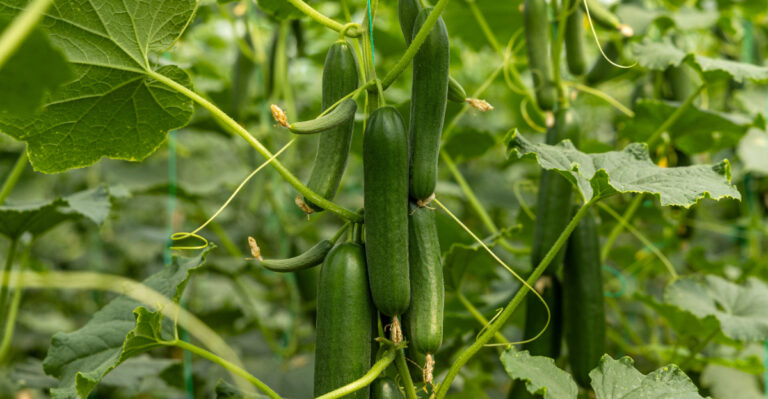 How California Gardeners Are Getting Up To 50 Cucumbers From One Plant