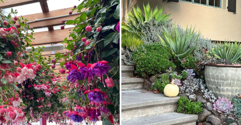 How California Gardeners Are Turning Tiny Spaces Into Lush Private Retreats