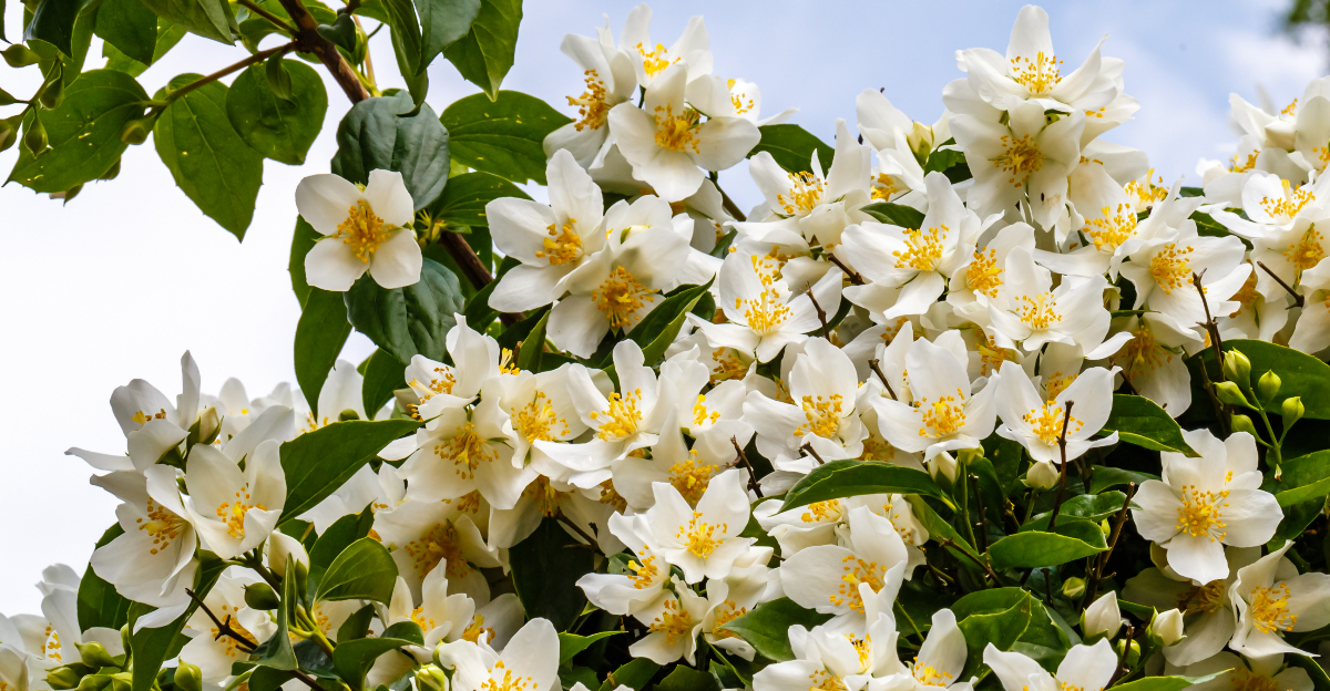 © Image Credit: nnattalli / Shutterstock