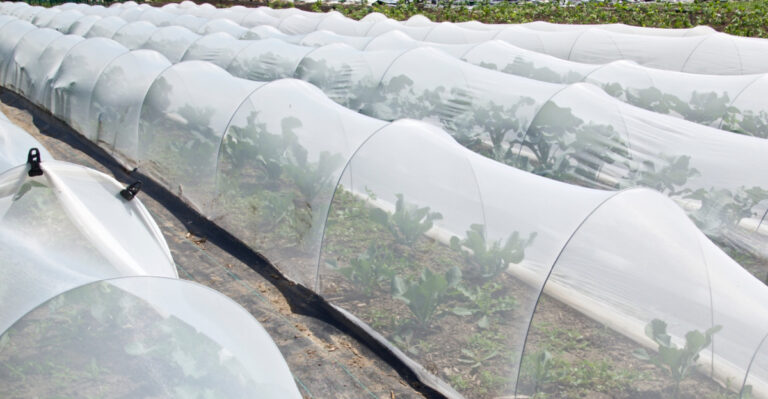 How Colorado Gardeners Are Protecting Vegetable Beds During A Summer That Keeps Breaking Records