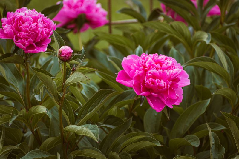 How Colorado Peonies Signal They Have What They Need How Colorado Peonies Signal They Have What They Need