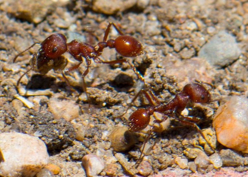 How Fire Ant Colonies Spread After Heavy Rainfall How Fire Ant Colonies Spread After Heavy Rainfall