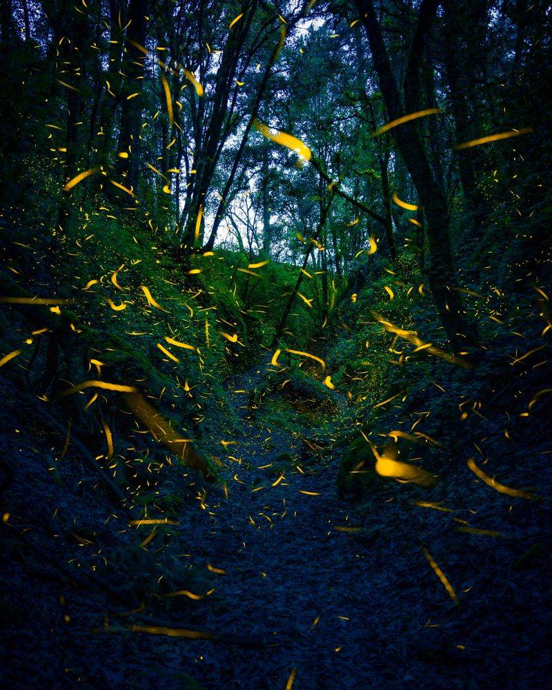 How Fireflies Use Their Glow To Communicate