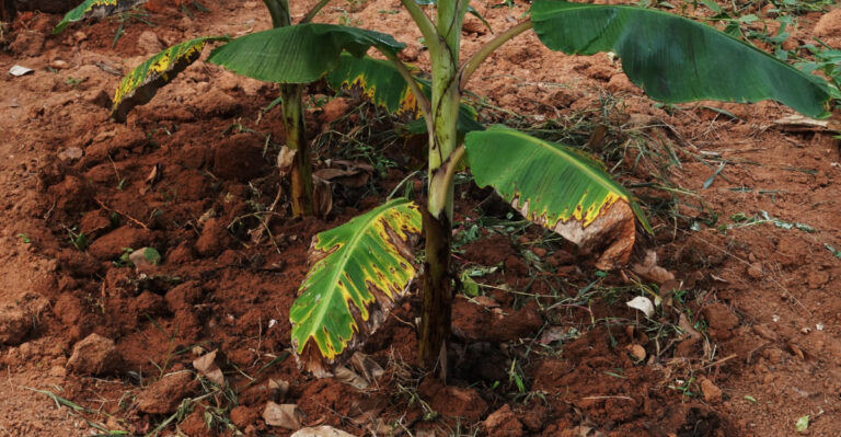 How Florida Gardeners Can Help Heat-Stressed Banana Plants Recover