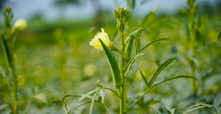 okra plants (featured image)