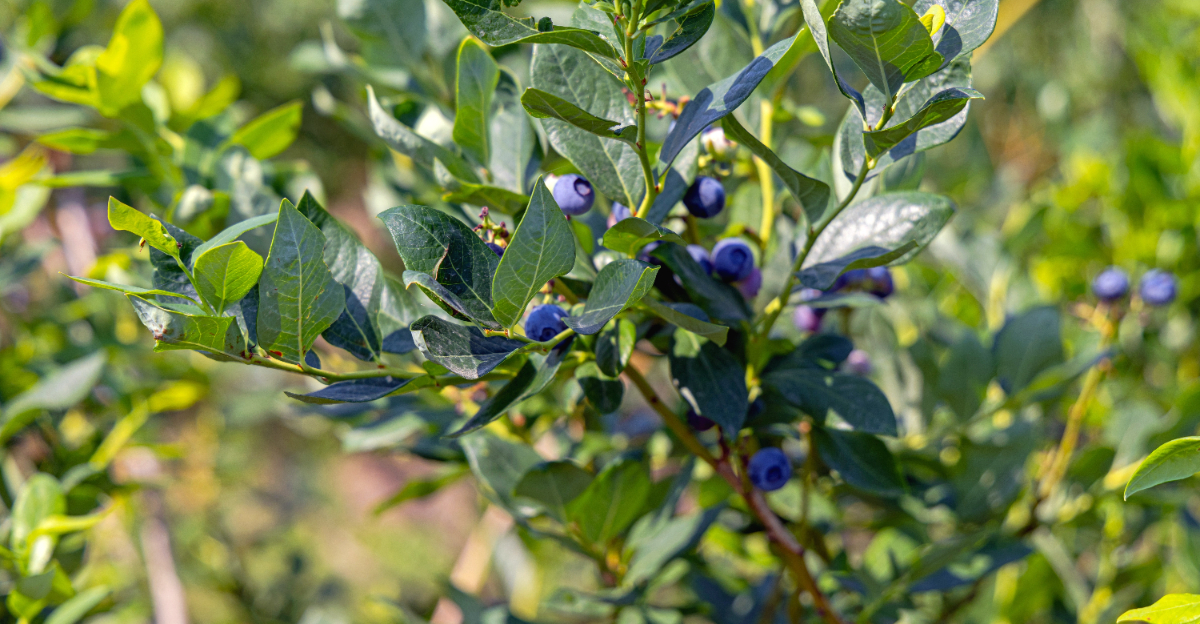Blueberry plant (featured image)