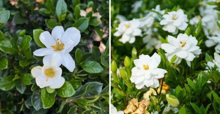 How Georgia Gardeners Keep Gardenias Healthy Through Summer Heat