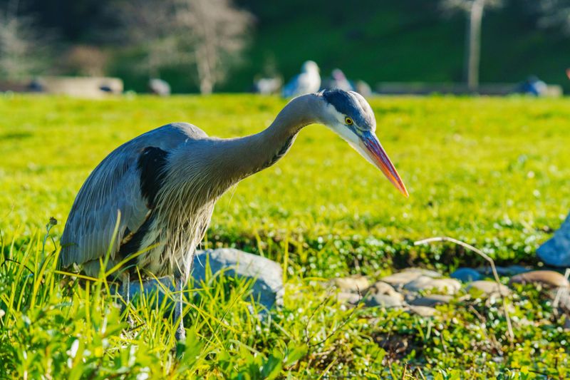 How Great Blue Herons Behave Up Close