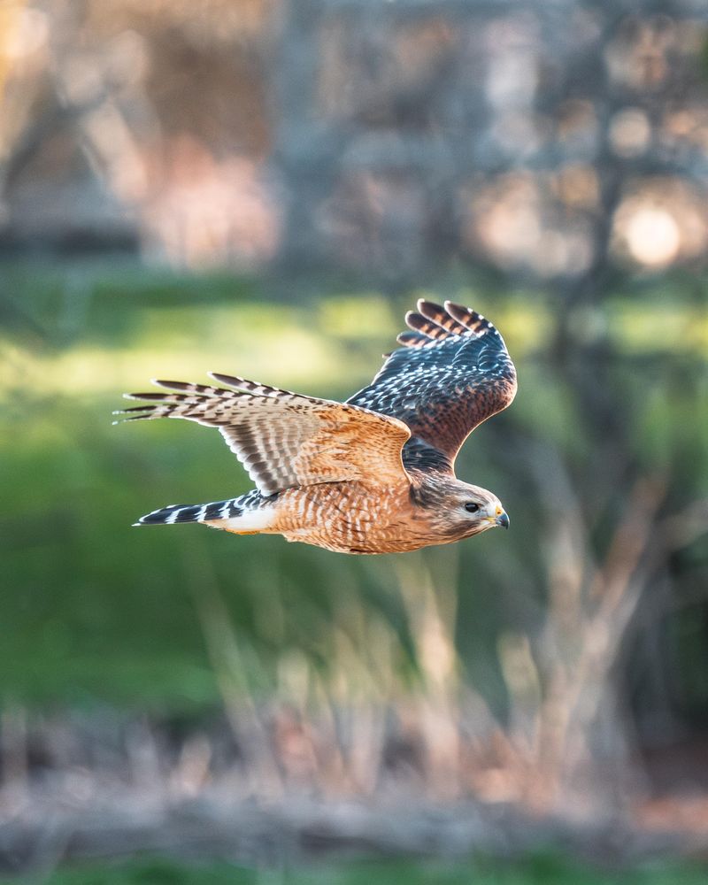 How Hawks Use Low Altitude As A Hunting Strategy