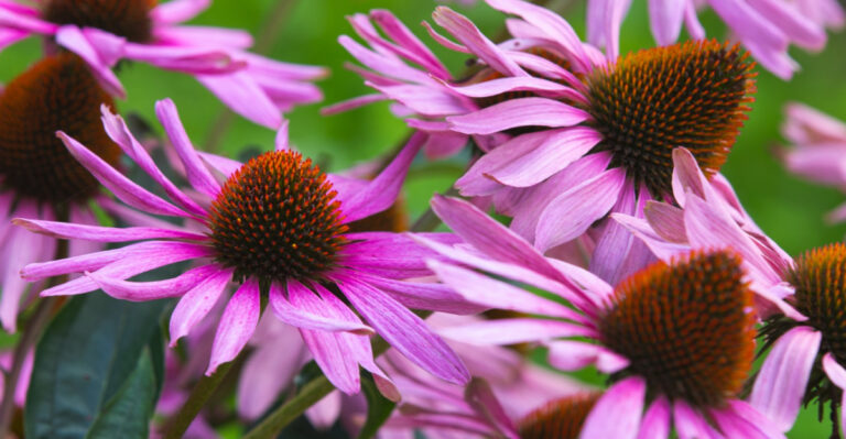 How Iowa’s Coneflower Gets Showier Blooms Every Year Without Dividing
