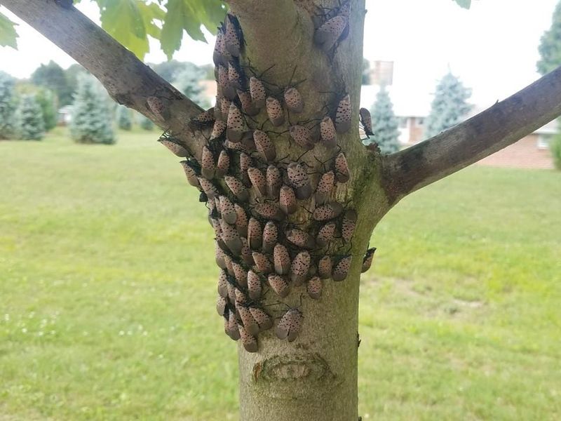 How It Damages Maple Trees