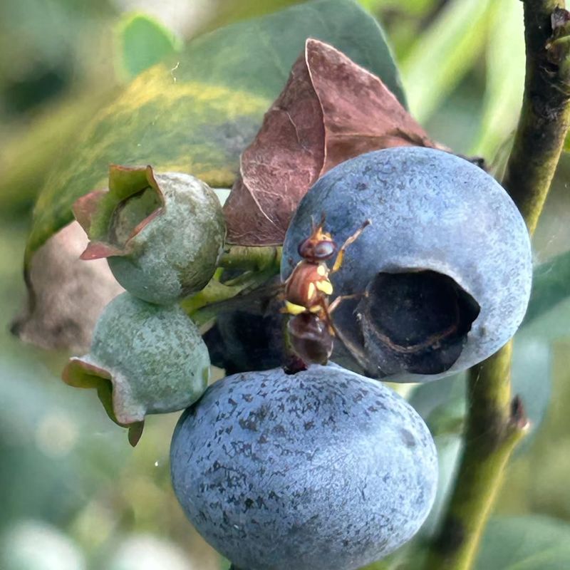How It Damages The Crop