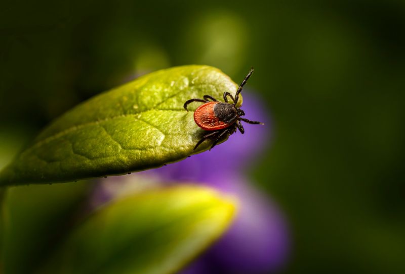 How It Disrupts Tick Habitat Along Your Maryland Yard