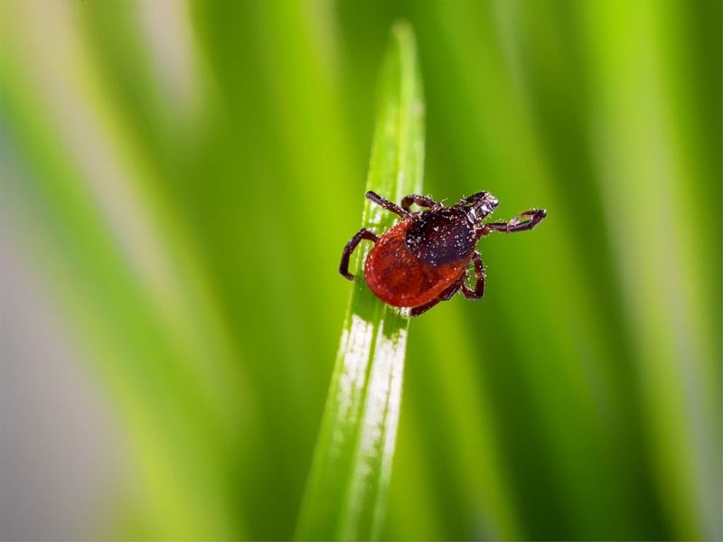 How It Repels Ticks
